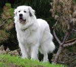 Great Pyrenees Rescue Provides Wonderful Dogs To Good Homes