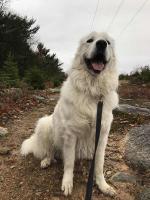 Top 12 Great Pyrenees Questions Asked Of Owners Everywhere