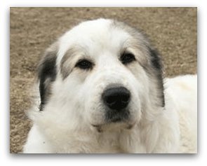 great pyrenees containment