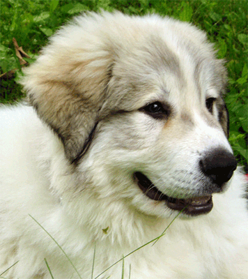 white pyrenees puppy