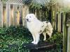 Grace loved to jump on our retaining wall