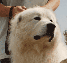 Great pyrenees sale temperament fearless