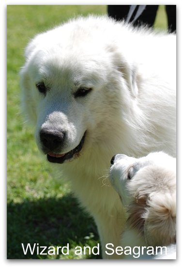 Great Pyr Puppy