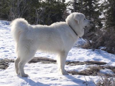 Great Pyrenees Rescue Bear