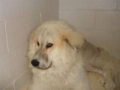 Great Pyrenees Rescue Bobby