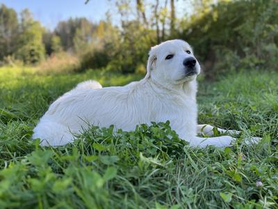 As a pup.