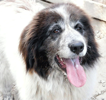 Great Pyrenees Cross Rescue Bella