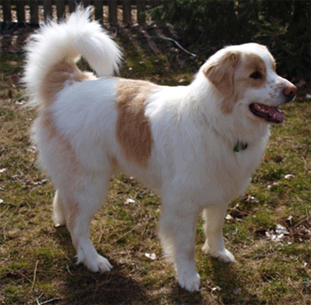 Great Pyrenees Rescue Shaggy