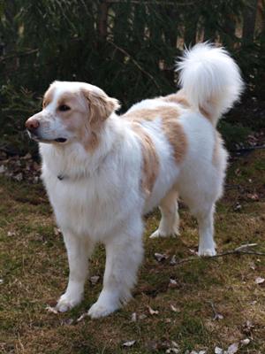 Great Pyrenees Rescue Shaggy