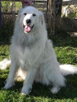 Great Pyrenees Rescue Silke