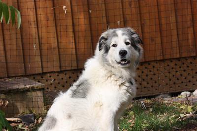 Great Pyr Rescue - Shaman