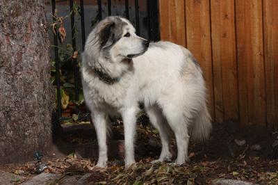 Great Pyr Rescue - Shaman