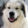 Great Pyrenees Rescue Zeus / Bubba