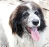 Great Pyrenees Cross Rescue Bella