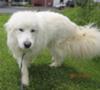 Great Pyrenees Rescue Goliath