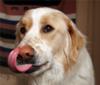 Great Pyrenees Rescue Shaggy